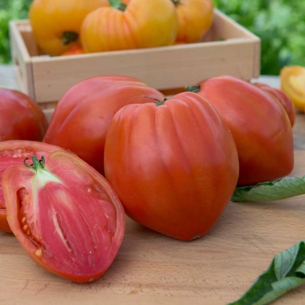 Potagères - Tomate Cuor Di Bue (Cœur de Bœuf) - face recto